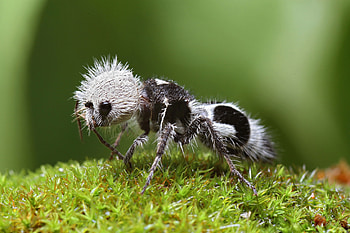 Panda ant, Ant HD wallpaper