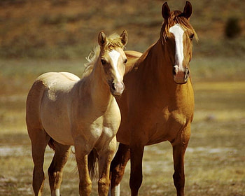 A Pair Of Young Fillies, horse, filly, wild horses, animals HD wallpaper