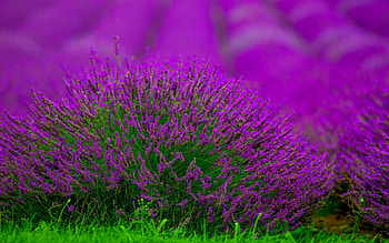 Lavander, summer, purple, pink, skin, field, flower, green HD wallpaper