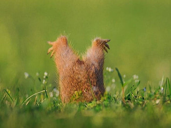 Grounded-literally, Rodent, Bing, Grass, Cute HD wallpaper