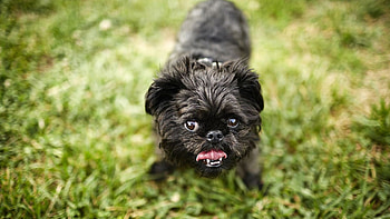 Brussels Griffon, Dog breeds, Working dogs, Canine history HD wallpaper