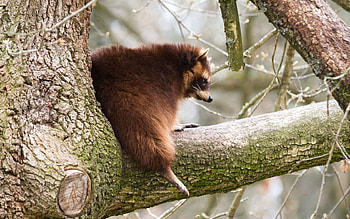 Animals, Wood, Tree, Branch, Fat, Thick, Raccoon HD wallpaper