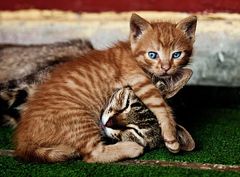 cats, sweet, blue, animals, baby, eyes, cat HD wallpaper