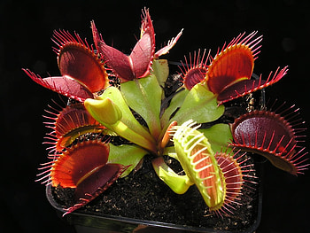 dionaea-muscipula-red-purple, purple, red, nature, flowers, danger HD wallpaper