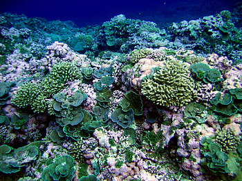 Five facts about coral, NASA's coral wonders, Fascinating marine ecosystem, Coral diversity HD wallpaper