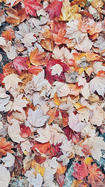 Nature, Autumn, Leaves, Drops, Wet HD phone wallpaper