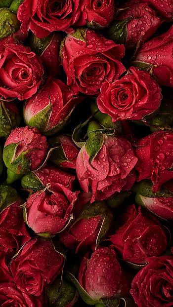 Beautiful red roses, Stunning graphy, Rose , Vibrant petals HD phone wallpaper