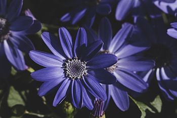Cineraria, closeup, style, flowers HD wallpaper