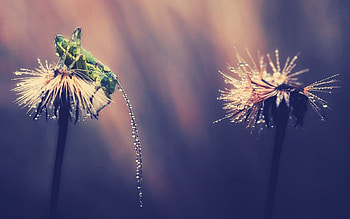 Grass, Drops, Macro, Shine, Light, Insect, Grasshopper HD wallpaper