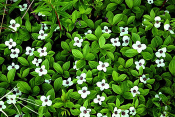 Forest flowers, flowers, forest HD wallpaper