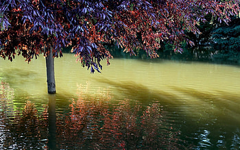 Nature, Water, Circles, Wood, Divorces, Tree, Dry, Shadows, Basin HD wallpaper