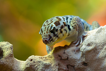 Animals, Reptile, Skink, Wonder Gecko, Terrarium HD wallpaper