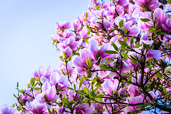 Trees, Nature, , Magnolia, Branch, Flower, Pink Flower, Spring HD wallpaper