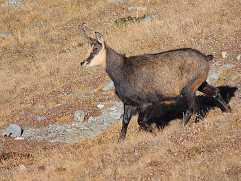 Chamois species, Northern chamois sightings, Prized inaturalist observations, European mountain dweller HD wallpaper