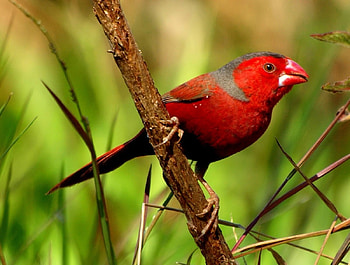Crimson Finch, animal, crimson, bird, finch HD wallpaper