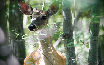 Animals, Trees, Muzzle, Animal, Deer HD wallpaper
