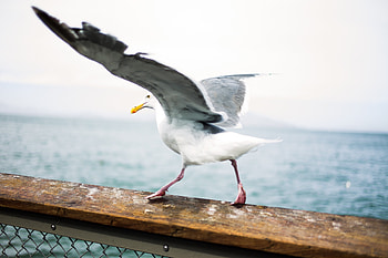 Animals, Bird, Gull, Seagull, Wings HD wallpaper