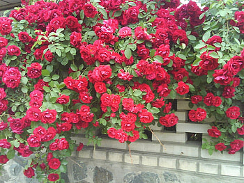 Plants, Flowers, Roses HD wallpaper
