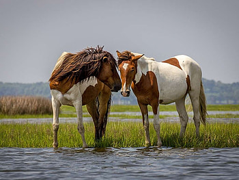 Lovely Horses, mane, horse, tail, water HD wallpaper