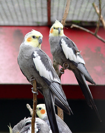 Bird pet plan, Cockatiel information, Caring for cockatiels, Bird lovers HD phone wallpaper