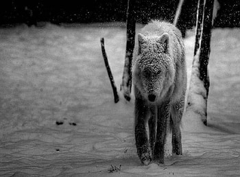 Black And White Wolf, animals, black and white, snow, dogs, wolf HD wallpaper