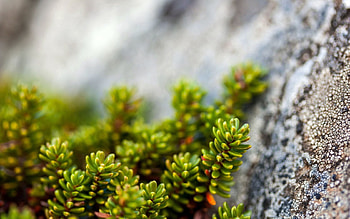Stones, Plant, Macro HD wallpaper