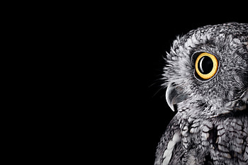 [Studio]I formatted the Surface Studio Owl for your Surface ( PNG) ... HD wallpaper