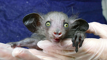 Frankfurter Zoo's Aye Aye, Captivating animal exhibit, Fascinating zoo experience, Unforgettable sight HD wallpaper