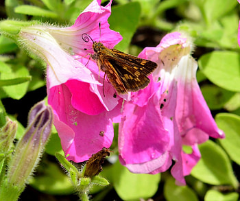 Butterfly Away, butterflies, butterfly, purple flower, cute butterfly HD wallpaper
