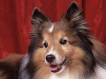 Dog, dogs, animals HD wallpaper