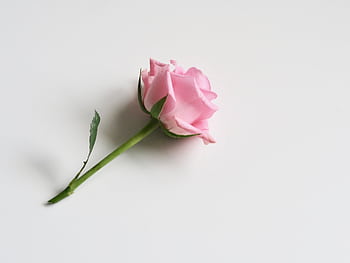 A minimalist shot of a single pink rose on a white background, exuding elegance and simplicity. HD wallpaper