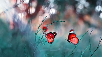 Butterflies, mustafa ozturk, blue, bokeh, fluture, plain tiger, butterfly, red, couple, insect HD wallpaper