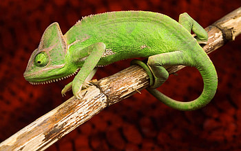 Animals, Branch, Color, Reptile, Chameleon HD wallpaper