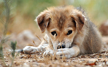 Animals, Grass, To Lie Down, Lie, Puppy, Play HD wallpaper