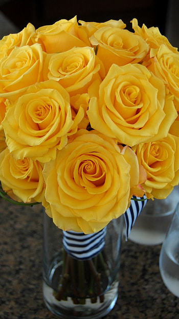 Yellow Rose, Yellow HD phone wallpaper