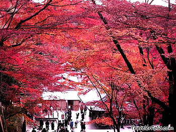 Osaka Autumn, autumn, osaka, season, japan HD wallpaper