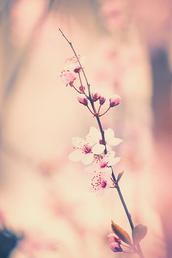 Close-up of delicate cherry blossoms in full bloom, symbolizing spring. HD phone wallpaper