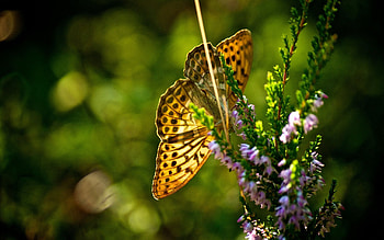 Grass, Plant, Macro, Flight, Butterfly HD wallpaper