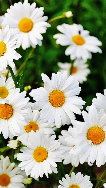 Common Daisy, Daisies HD phone wallpaper