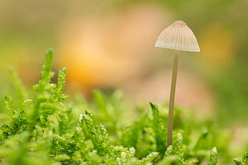 Macro shot of a small mycena mushroom growing in vibrant green moss outdoors. HD wallpaper