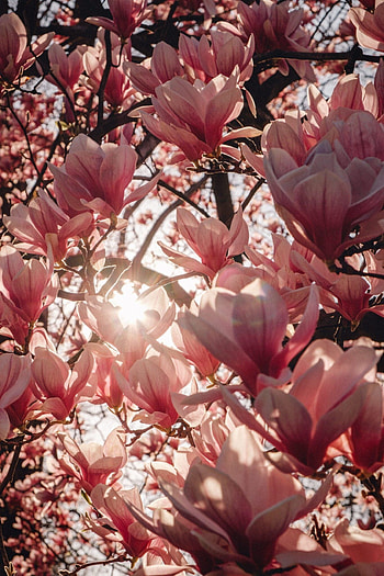Limited Edition, Magnolia Print, The Sun Also Rises, Pretty Backgrounds HD phone wallpaper