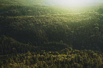 Aerial view, trees, forest, nature HD wallpaper