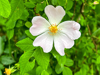 Floare de maces(Trandafir salbatic), ser, cer, ger, aer HD wallpaper