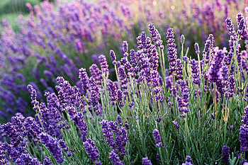 Lavender, purple, nature, flowers, spring HD wallpaper