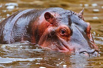 Background , High definition, Hippo HD wallpaper