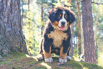 Dog, sweet, animal, dogs, cute, beautiful, puppys, puppy, pretty, animals, lovely HD wallpaper