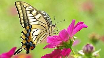 Flower, Macro, Pattern, Butterfly, Wings HD wallpaper