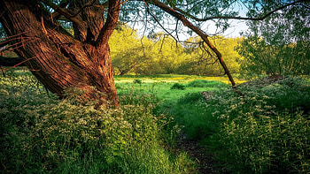 English woodland meadow, Bedfordshire UK, landscape, trees, grass, flowers, sky HD wallpaper