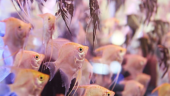 Angelfish aquarium swim, Captivating video, Aquatic charm, Marine life HD wallpaper