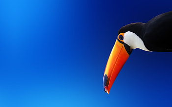Toucan Bird, toucans, birds HD wallpaper